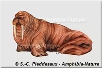 dessin d'un morse de l'Atlantique