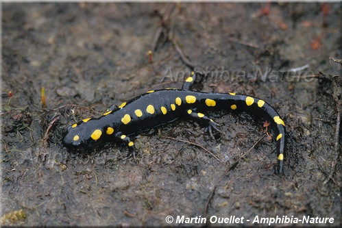 Ambystoma maculatum - Salamandre maculée