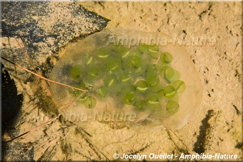 Ambystoma maculatum - Salamandre maculée