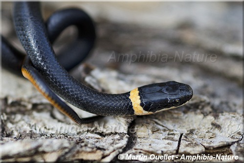 Diadophis punctatus edwardsii - Couleuvre &agrave; collier du Nord