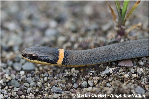Diadophis punctatus edwardsii - Couleuvre &agrave; collier du Nord