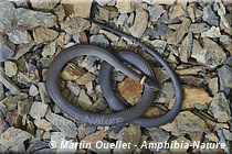 Diadophis punctatus edwardsii - Couleuvre &agrave; collier du Nord