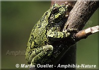 Dryophytes versicolor - Rainette versicolore