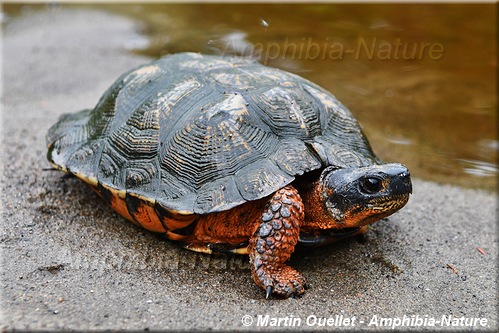 Glyptemys insculpta - Tortue des bois