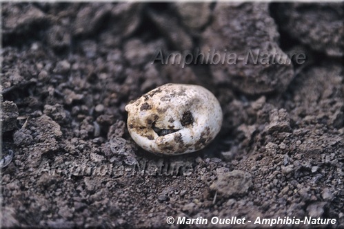 Graptemys geographica - Tortue géographique du Nord