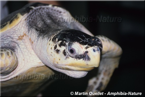 Lepidochelys kempii - Tortue de Kemp