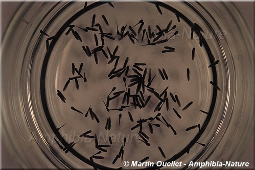 Lithobates clamitans - Grenouille verte