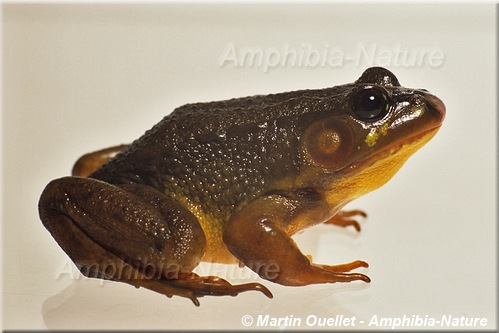 Lithobates clamitans - Grenouille verte