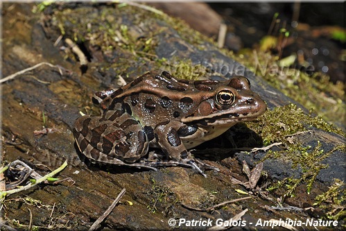 Lithobates pipiens - Grenouille léopard du Nord