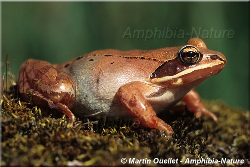Lithobates sylvaticus - Grenouille des bois
