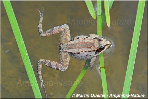 Lithobates sylvaticus - Grenouille des bois