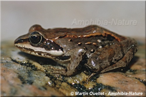 Lithobates sylvaticus - Grenouille des bois