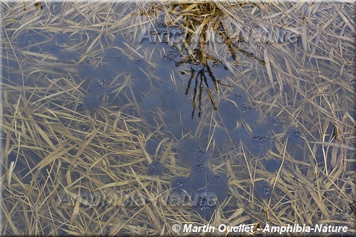 Lithobates sylvaticus - Grenouille des bois