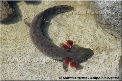 Necturus maculosus - Necture tacheté