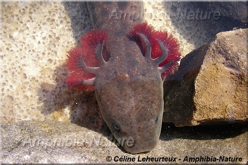 Necturus maculosus - Necture tacheté