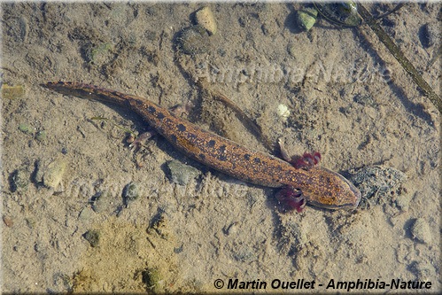 Necturus maculosus - Necture tacheté