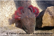 Necturus maculosus - Necture tacheté