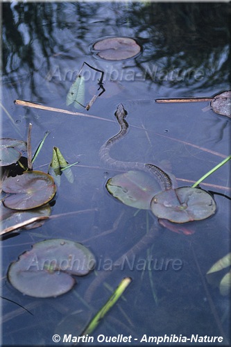 Nerodia sipedon sipedon - Couleuvre d'eau du Nord