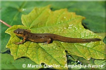 Notophthalmus viridescens viridescens - Triton vert