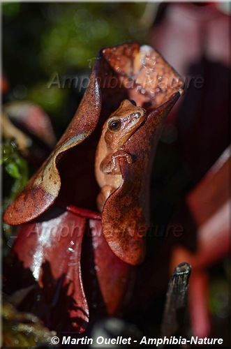 Pseudacris crucifer - Rainette crucifère