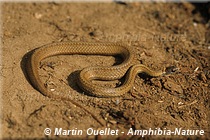 Storeria occipitomaculata - Couleuvre à ventre rouge