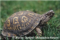 Terrapene carolina carolina - Tortue boîte forestière