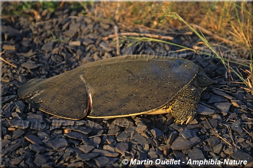 tortue molle à épines du Nord - hélice de bateau