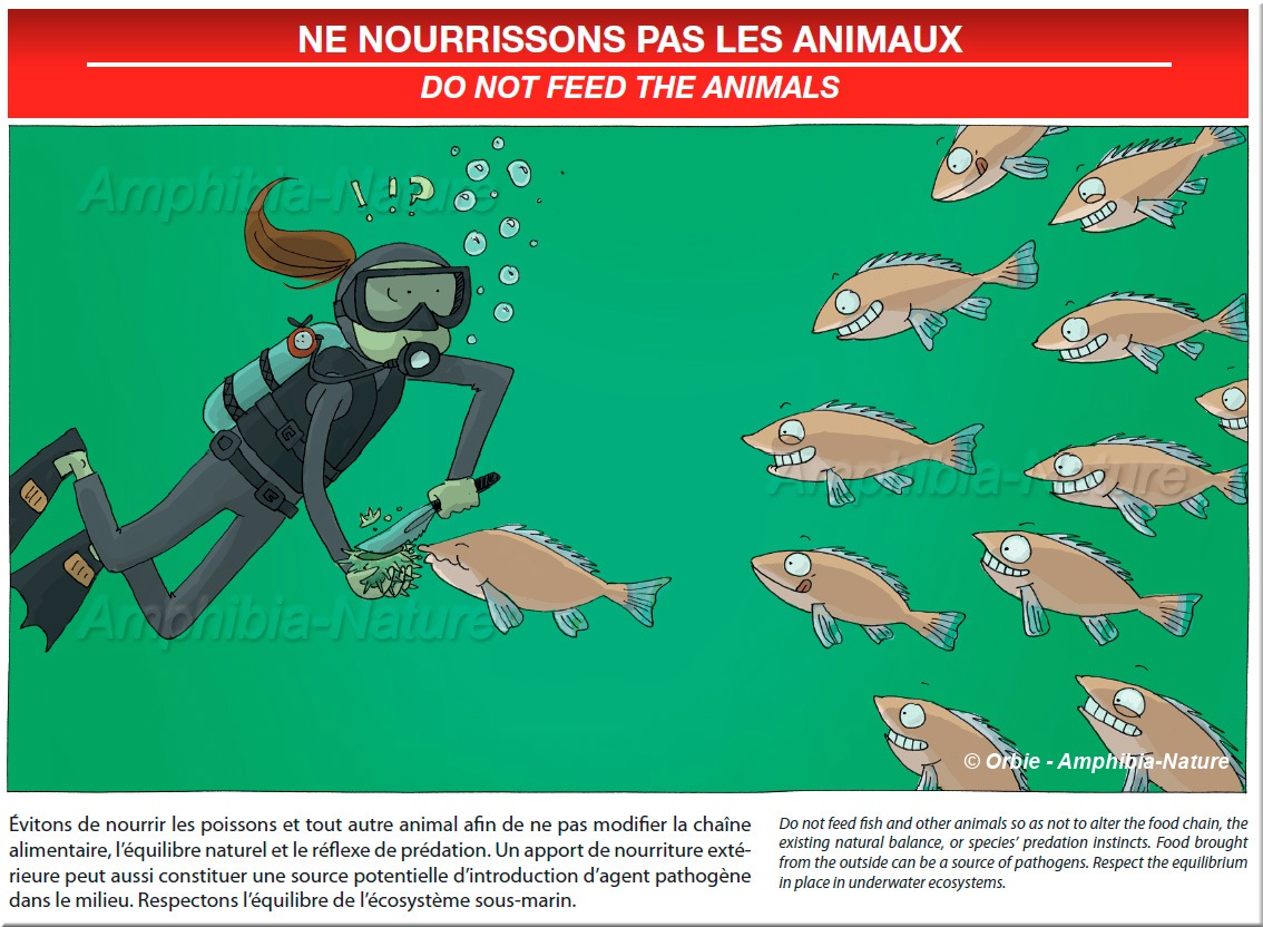 Évitons de nourrir les poissons et tout autre animal afin de ne pas modifier la chaîne alimentaire, l'équilibre naturel et le réflexe de prédation. Un apport de nourriture extérieure peut aussi constituer une source potentielle d'introduction d'agent pathogène dans le milieu. Respectons l'équilibre de l'écosystème sous-marin. Do not feed fish and other animals so as not to alter the food chain, the existing natural balance, or species' predation instincts. Food brought from the outside can be a source of pathogens. Respect the equilibrium in place in underwater ecosystems.