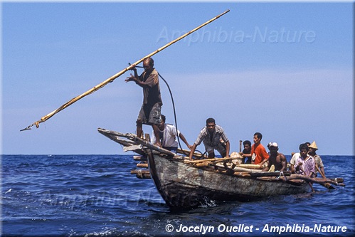 chasse à la baleine - harponneur