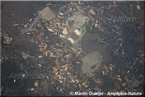 déchets sous marins