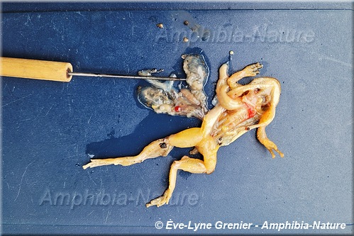 dissection d'une rainette crucifère