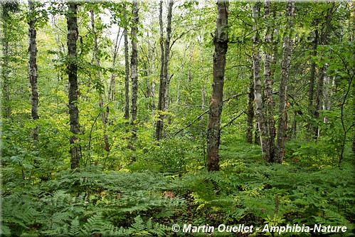écosystème forestier boréal