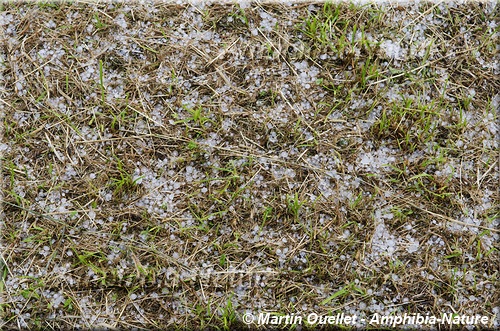 Percé - grêle du 11 juillet 2017