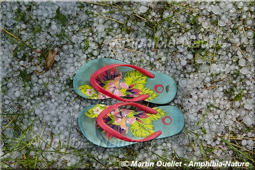 Percé - grêle du 11 juillet 2017