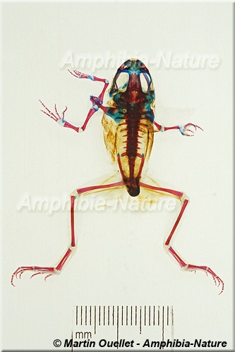 grenouille verte - polymélie