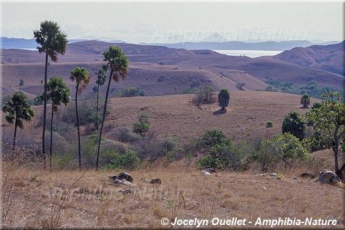 paysage sur l'île de Rinca