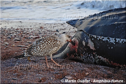 carcasse de tortue luth