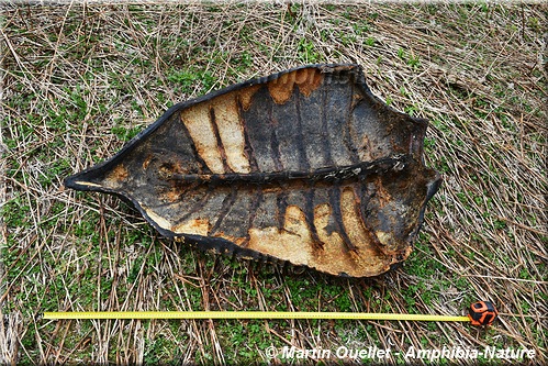 carcasse de tortue luth