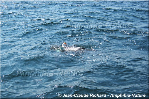 tortue luth prise dans un cordage