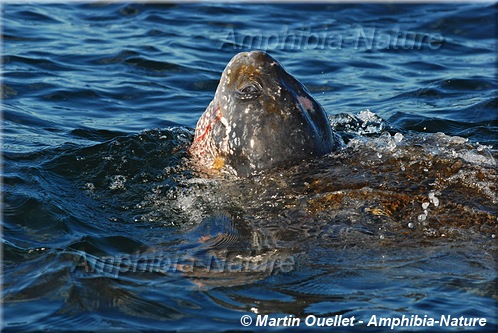 détail d'une tortue luth