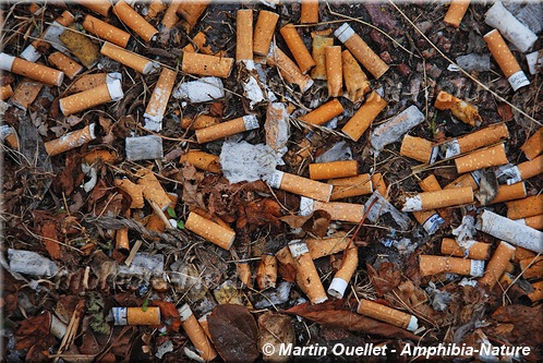 mégots de cigarettes
