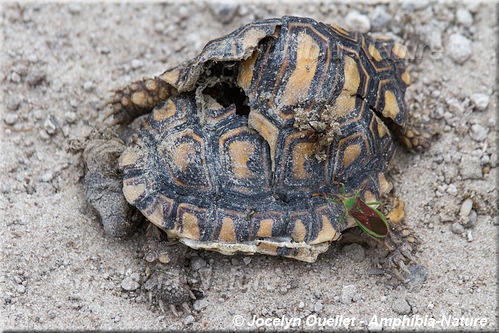 tortue léopard - mortalité