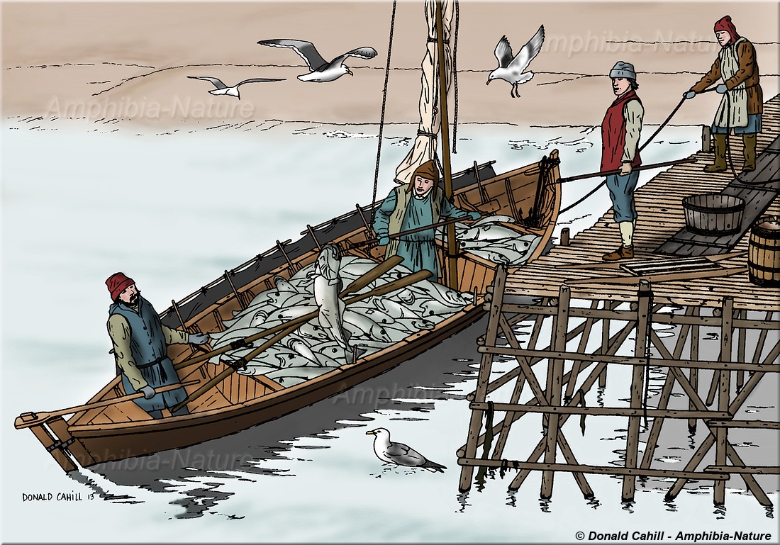 chaloupe chargée de morue