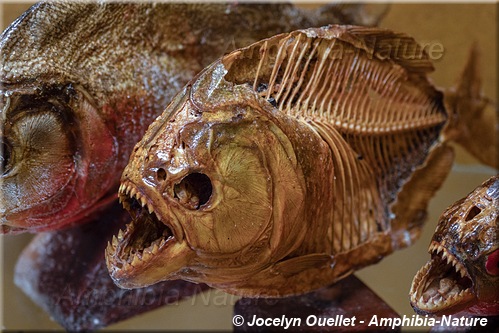 Museu do Una - piranha