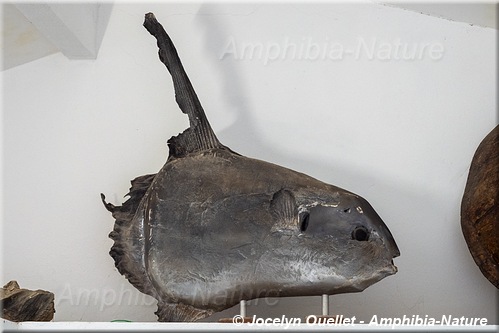 Museu do Una - poisson-lune lancéolé