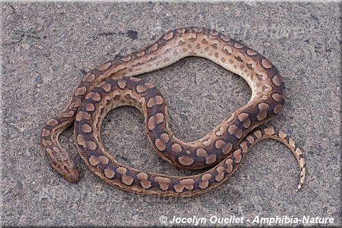 boa arc-en-ciel - Argentine