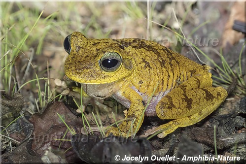 Boana rosenbergi - Panama