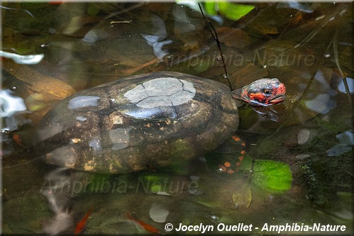 tortue - Brésil - Phrynops hilarii