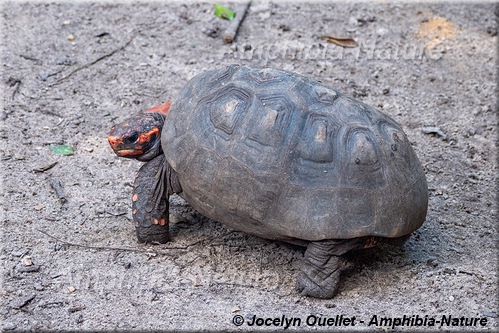 tortue - Brésil - Phrynops hilarii