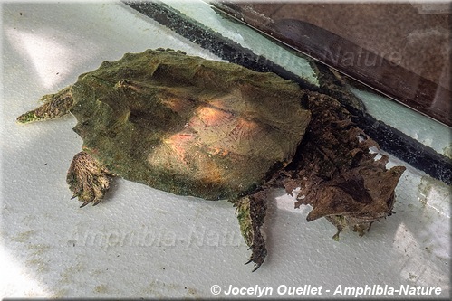 tortue - Brésil - matamata d'Amazonie